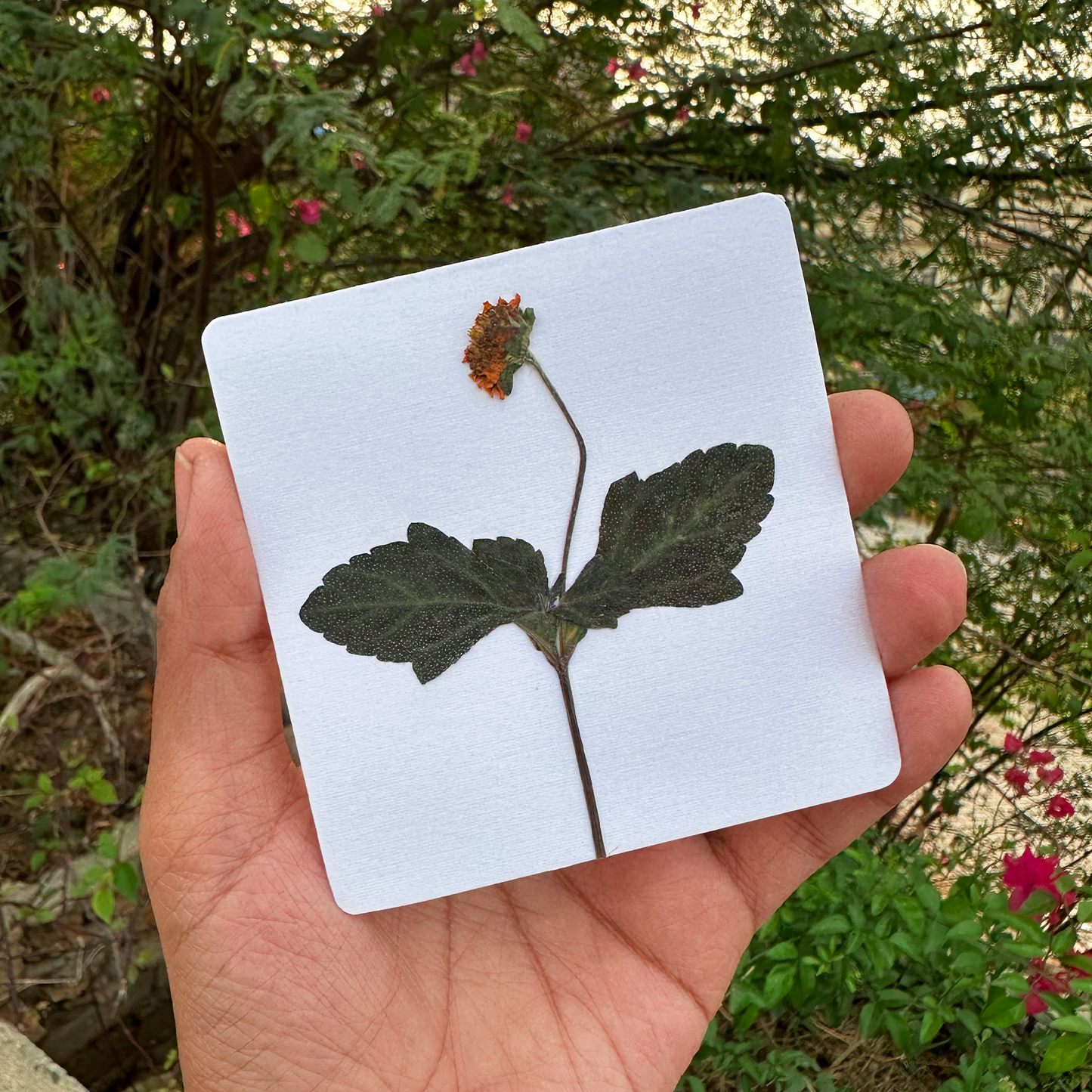 Blossom Notes (Handmade Pressed Flower Cards)