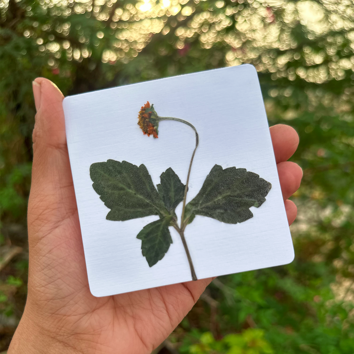 Blossom Notes (Handmade Pressed Flower Cards)