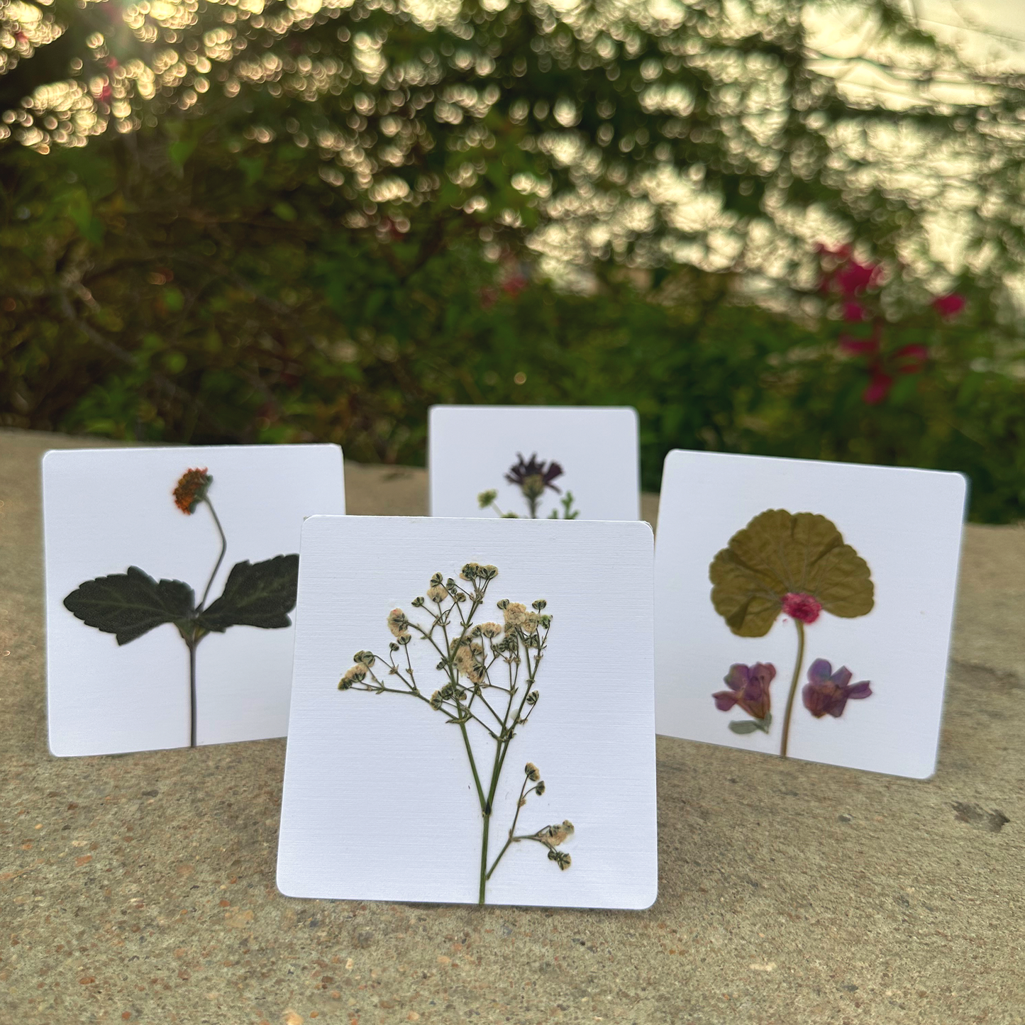 Blossom Notes (Handmade Pressed Flower Cards)