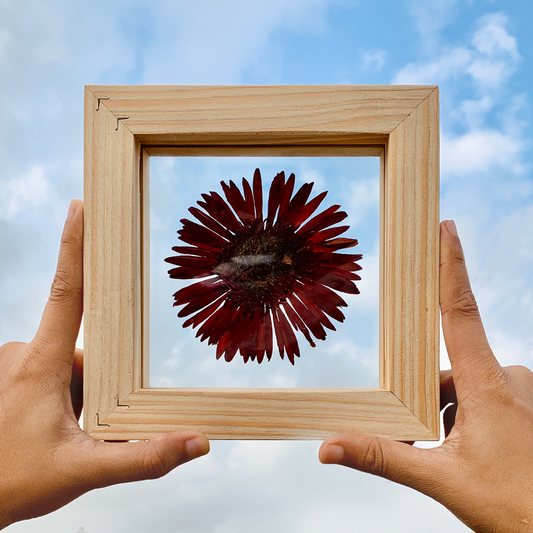 Gerbera